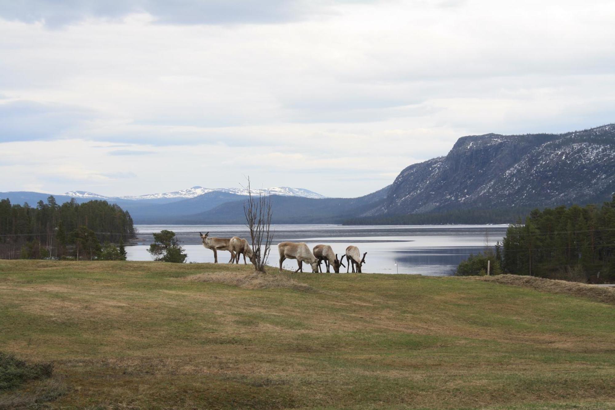 Arrenjarka Mountain Lodge Kvikkjokk Luaran gambar